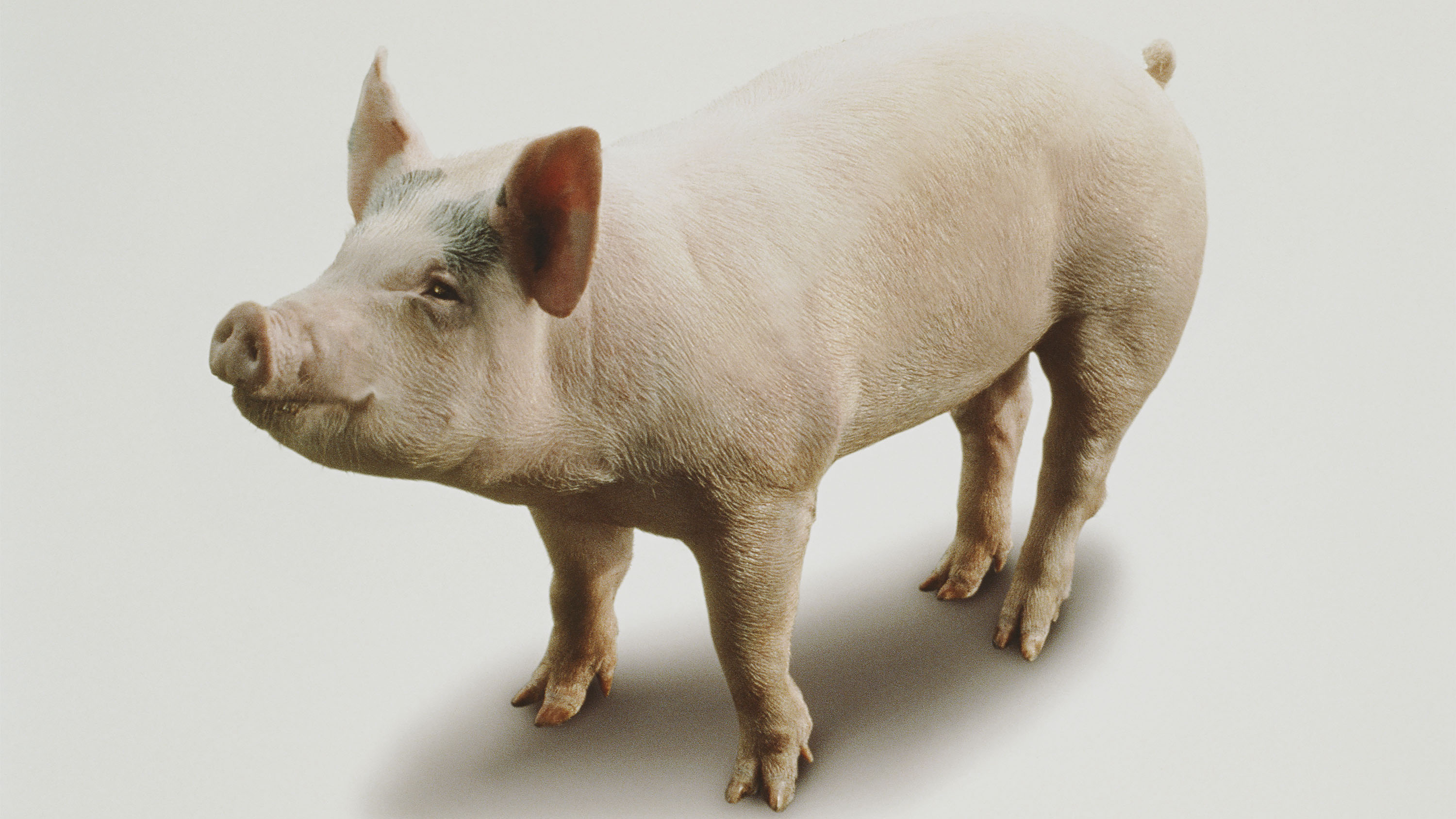 image of a pig on a white background